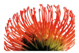 Orange Protea II Affiche par Jenny Kraft