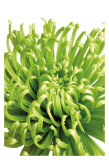 Green Bloom V Plakater af Jenny Kraft Green Bloom V Plakater af Jenny Kraft
