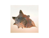 Conch Poster von Tom Artin