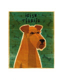 Irish Terrier Posters by John Golden