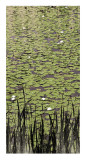 Lily Pond II Art by Erin Clark