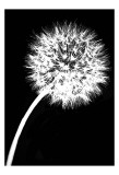 Dandelion Tilt Posters par Jenny Kraft