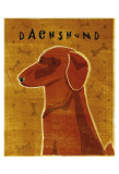 Dachshund (red) Poster by John Golden