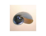 Polished Nautilus Kunstdruck von Tom Artin
