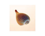 Fig Shell Kunstdrucke von Tom Artin