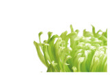 Green Bloom I Prints by Jenny Kraft