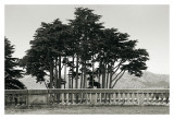 Cypress Trees and Balusters Affiches par Christian Peacock