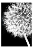 Dandelion Crop Affiches par Jenny Kraft