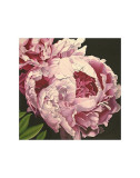 Peony II Posters by Elizabeth Hellman Peony II Posters by Elizabeth Hellman