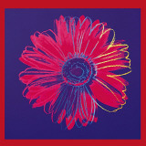 Gänseblümchen, ca. 1982 (blau und rot) Poster von Andy Warhol