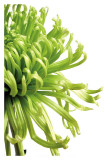 Green Bloom II Affiche par Jenny Kraft
