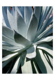 Cactus I Posters par Jenny Kraft