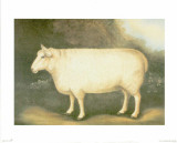Sheep III Prints