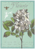 Fleurir Nouveau Poster von Devon Ross