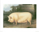Pig III Affiches