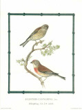 Ornitologica I Affiches
