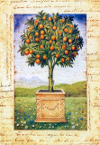 Fruti Mediterranei I Posters by Gina De Francesco