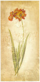 Ixia Maculata Prints by Roberta Ricchini