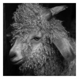 Carl Ellie - The Goat Obrazy Carl Ellie - The Goat Obrazy