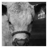 The Calf Pósters por Carl Ellie The Calf Pósters por Carl Ellie