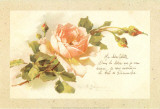 Ma Chère Colette Print by C. Klein
