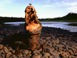 A Six-Foot-Long Caiman Is Bothered by an Insect on its Nose Photographie par Joel Sartore