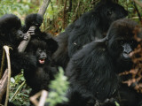 A Family Group of Some of 600 Mountain Gorillas Photographic Print by Michael Nichols