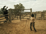 A Horse Tumbles over a Fence While Trying to Elude a Cowboy's Lasso Photographie par Joe Scherschel