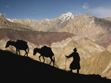A Ladakhi and Pack Donkeys Pause on a Cliffside on a Himalayan Pass Photographic Print by Thomas J. Abercrombie