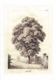 Érable Prints