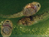 Tadpoles' Coiled Intestines are Revealed by Transparent Skin Photographic Print by Paul Zahl