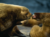 Two Steller Sea Lions Yell as a Precursor to Mating Photographie par Joel Sartore