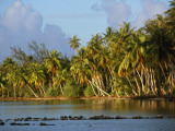 Coconut Palm Trees Line a Lagoon Impressão fotográfica por Priit Vesilind