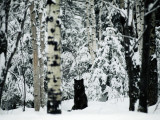 A Gray Wolf, Canis Lupus, Sitting in the Midst of a Snowy Landscape Photographie par Joel Sartore
