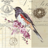Bird Sketch III Poster autor Chad Barrett Bird Sketch III Poster autor Chad Barrett