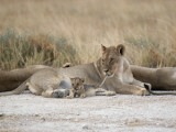 A Lioness Mouths a Cub's Tail to Keep Him from Running Off Fotografisk trykk av Des & Jen Bartlett