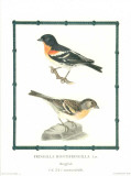 Ornitologica II Poster