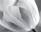 Tulip I Prints by Dennis Frates