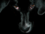 A Boxer-Labrador Puppy Looks Shyly at the Camera Photographic Print by Tarik Mahmutovic