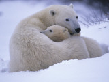 A Mother Polar Bear and Her Cub Photographie par Paul Nicklen