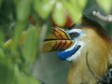 A Red-Knobbed Hornbill Perched Deep in a Rain Forest Canopy Photographic Print by Tim Laman
