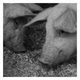 The Pig Prints by Carl Ellie