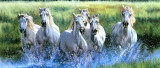The Thundering Herd II Poster by P. Kendall