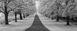 Maple Lined Road Prints by Dennis Frates