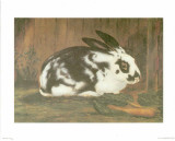 Rabbit Posters