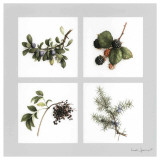 Fruits Violets Print by Vincent Jeannerot