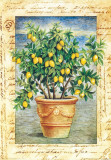 Fruti Mediterranei IV Prints by Gina De Francesco