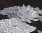 Droplets on Water Lilly Affiches par Dennis Frates