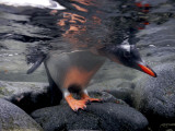 A Gentoo Penguin Peeks Beneath the Water before Taking the Plunge Photographie par Paul Nicklen