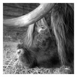 The Buffalo Kunst von Carl Ellie